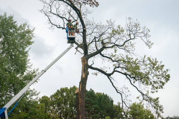 Best Seasonal Cleanup (Spring/Fall)  in Cool Valley, MO