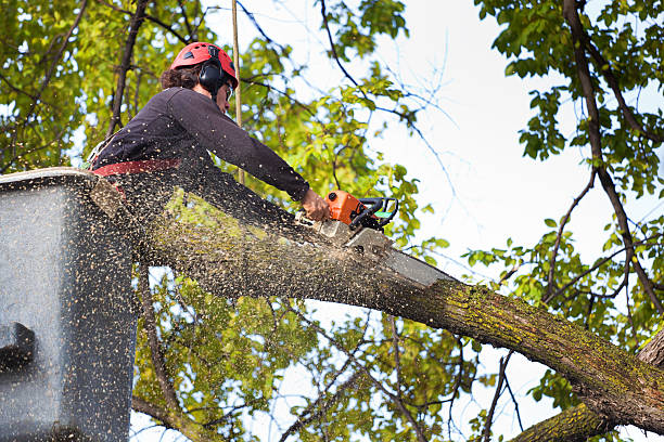 Best Hedge Trimming  in Cool Valley, MO